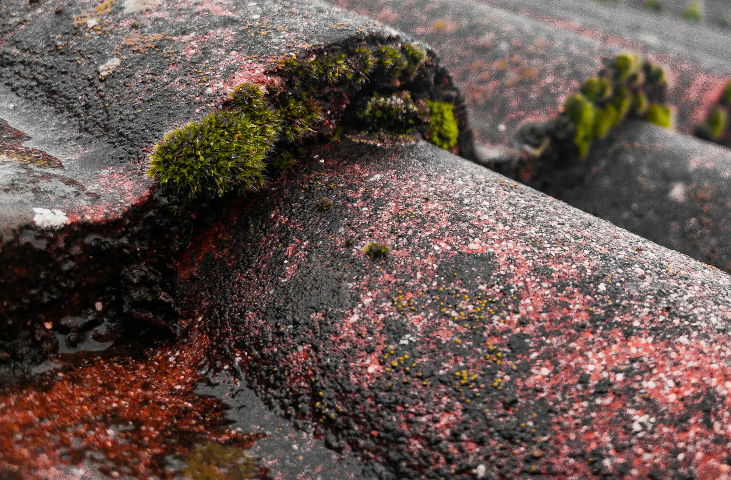 Nettoyage d'une gouttière ou démoussage en cours, avec l'outil en main
